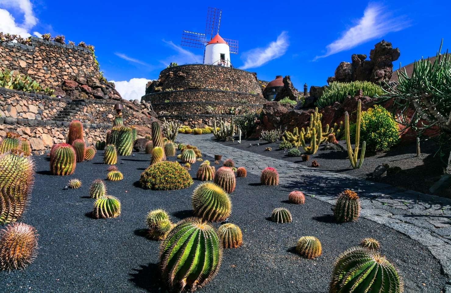 parc in lanzarote with cactus 