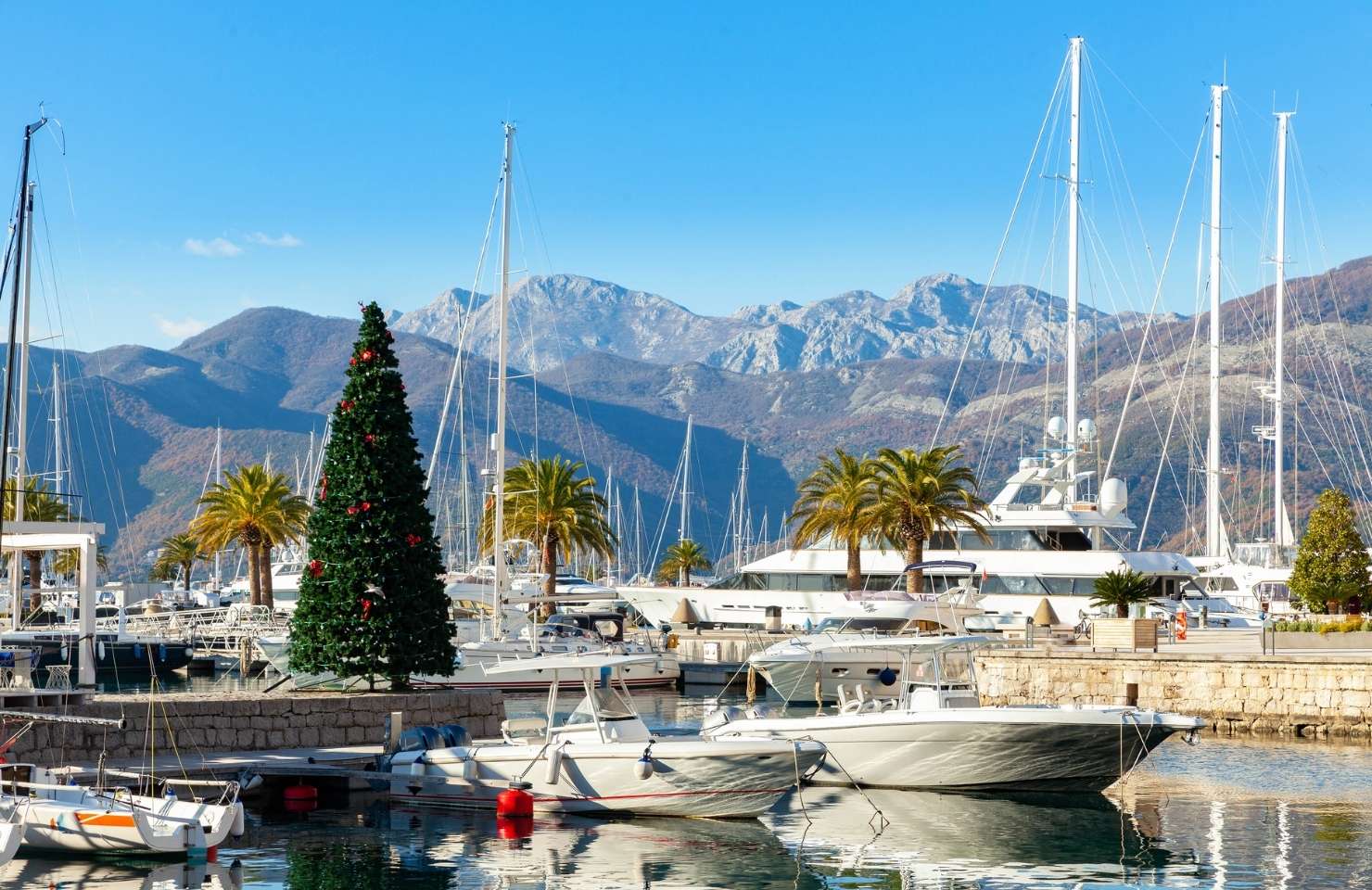 weihnachtsbaum in südafrika