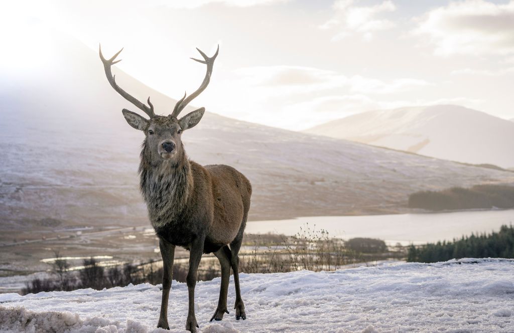 a stag stands on a hill in scotland covered in snow