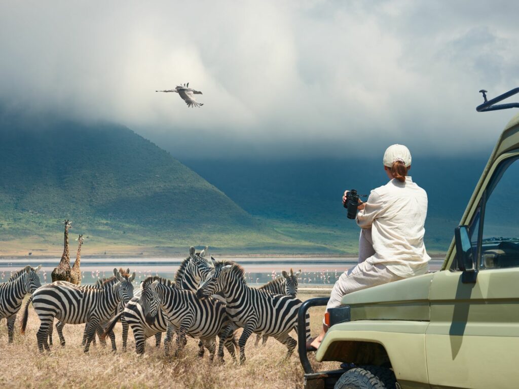 tanzania zebra migration - one of the best places to travel in january