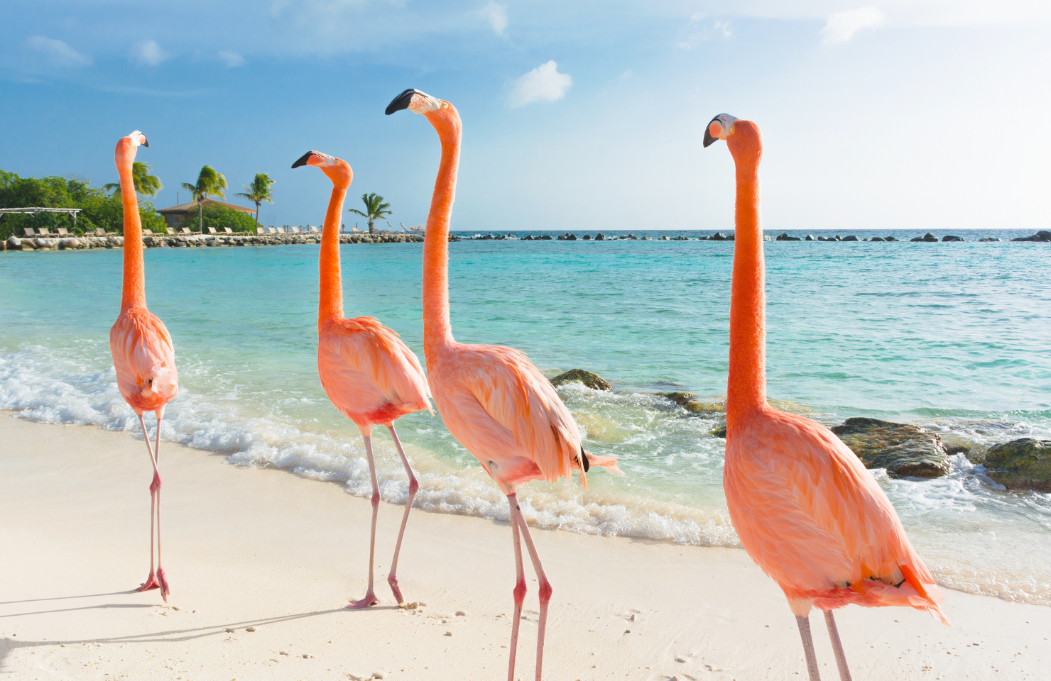 flamingo on the Antilles