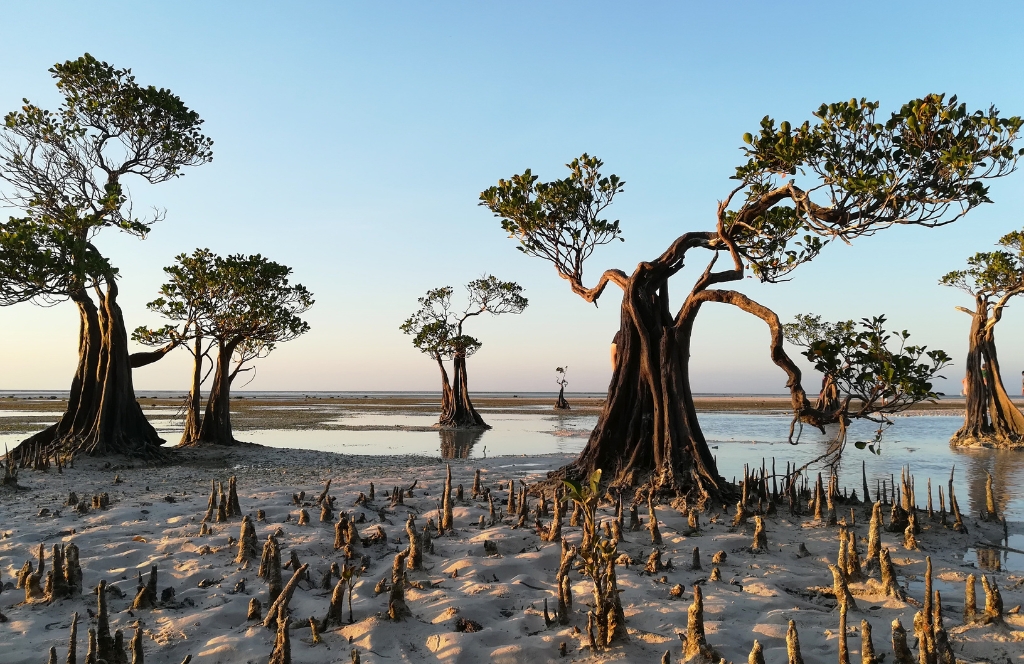Typische Bäume der Insel Sumba