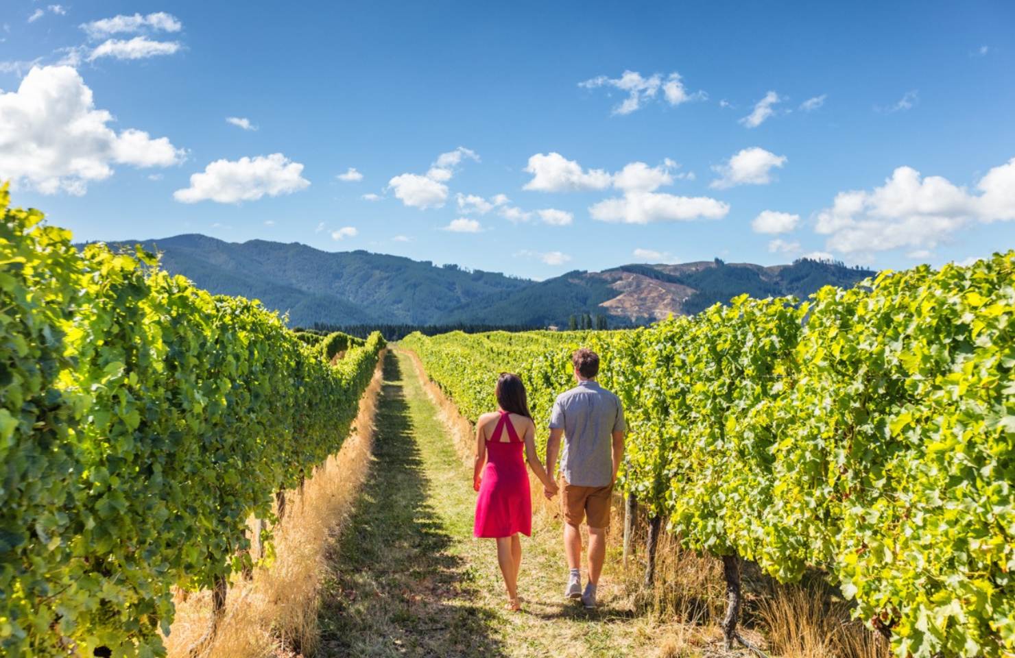 Paar läuft durch einen Weinberg im Napa Valley