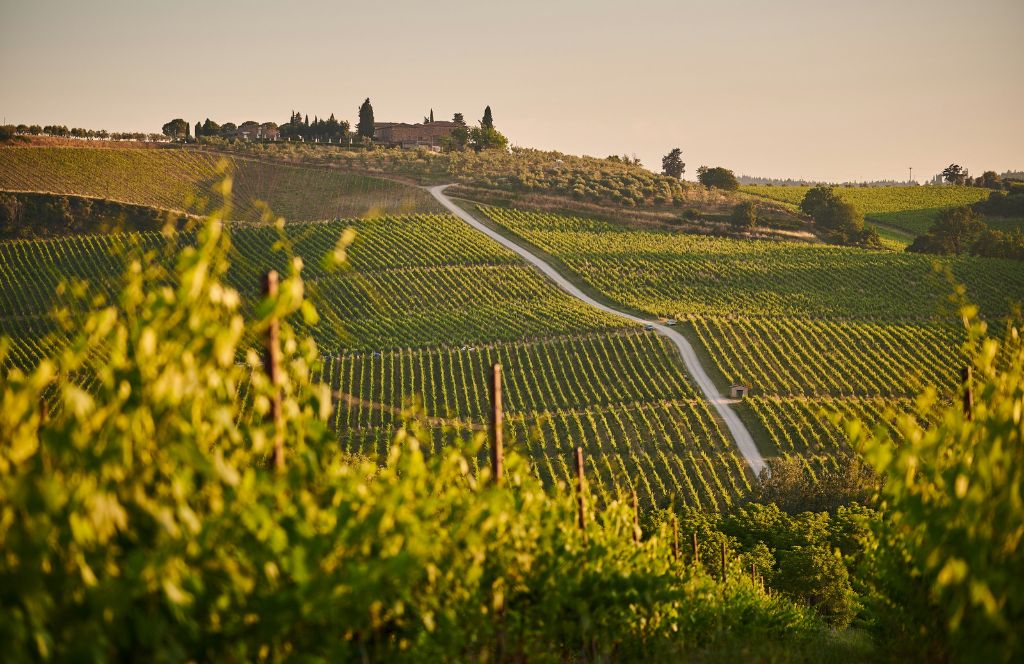 Tuscany wineyards