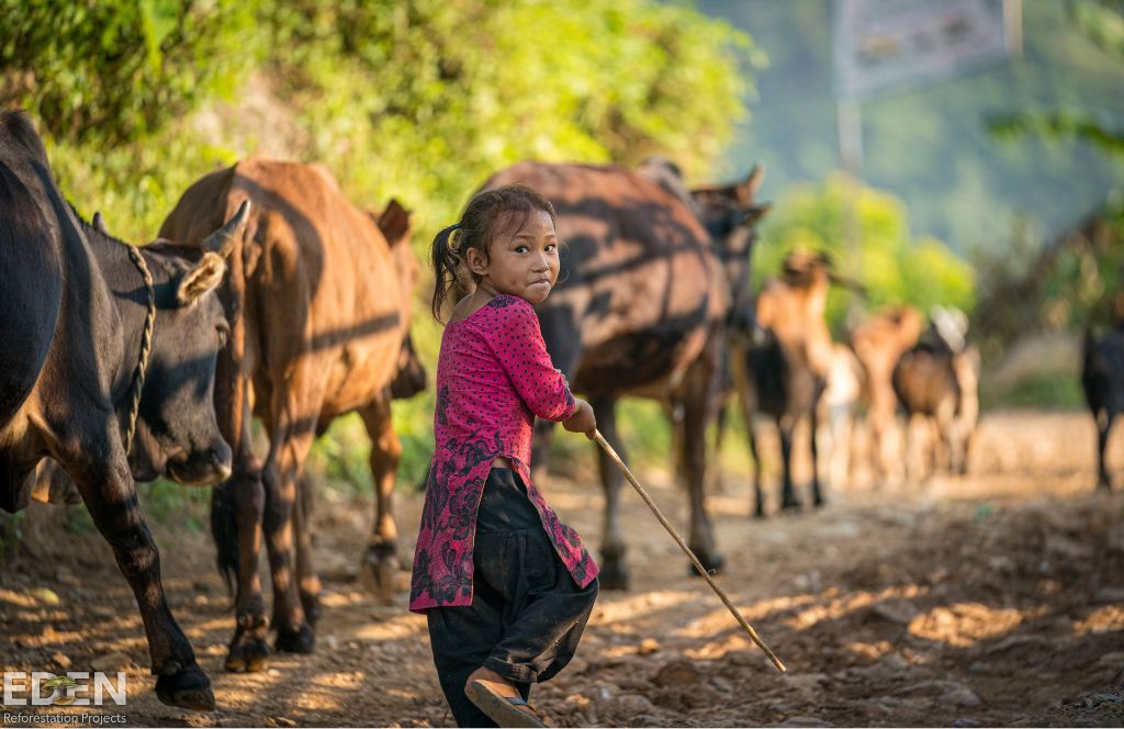 Niña paseando entre burros