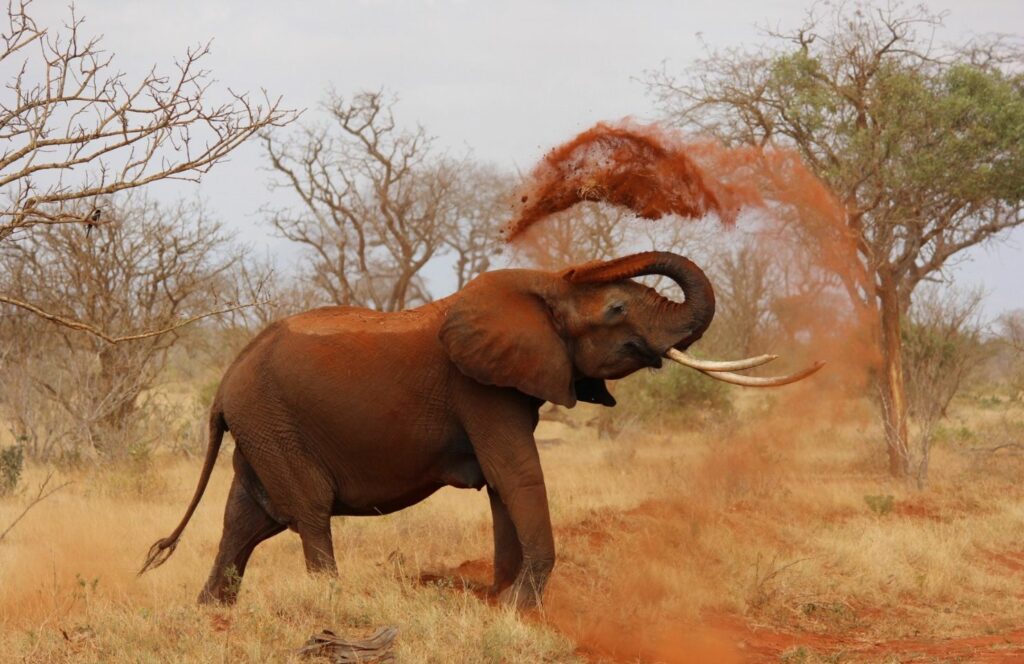 elephant in africa
