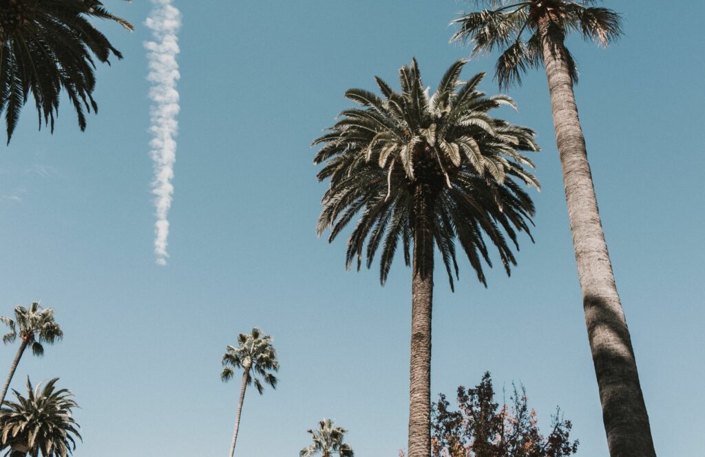 palm trees in los angeles