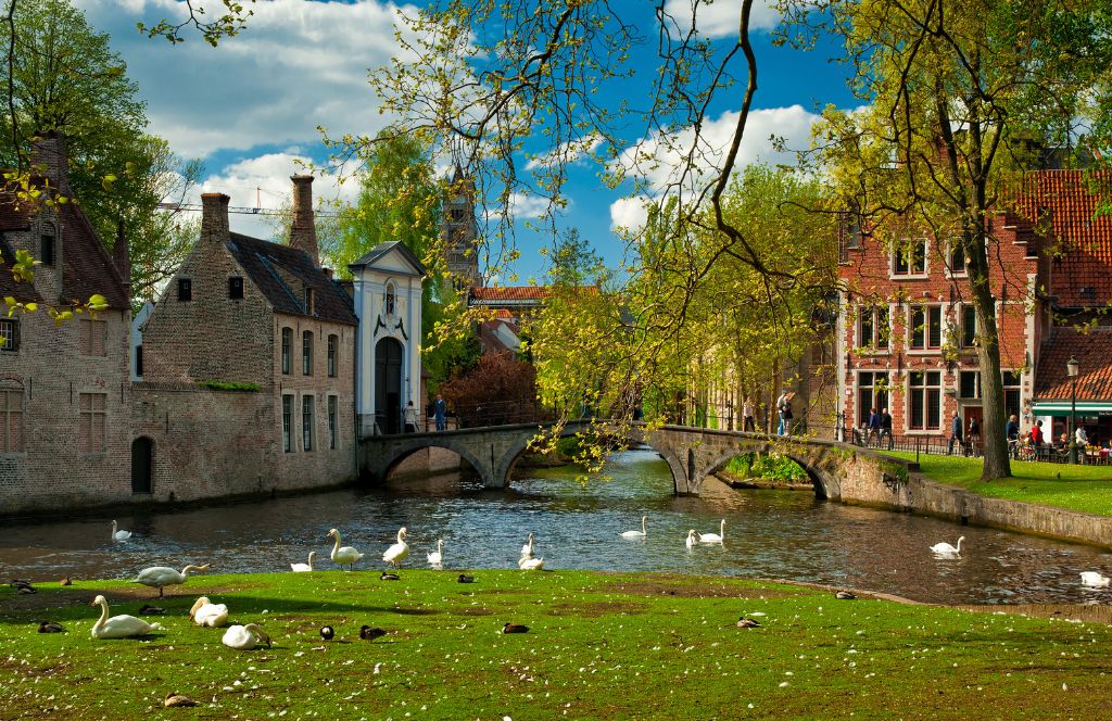 a canal in bruges with swans and ducks