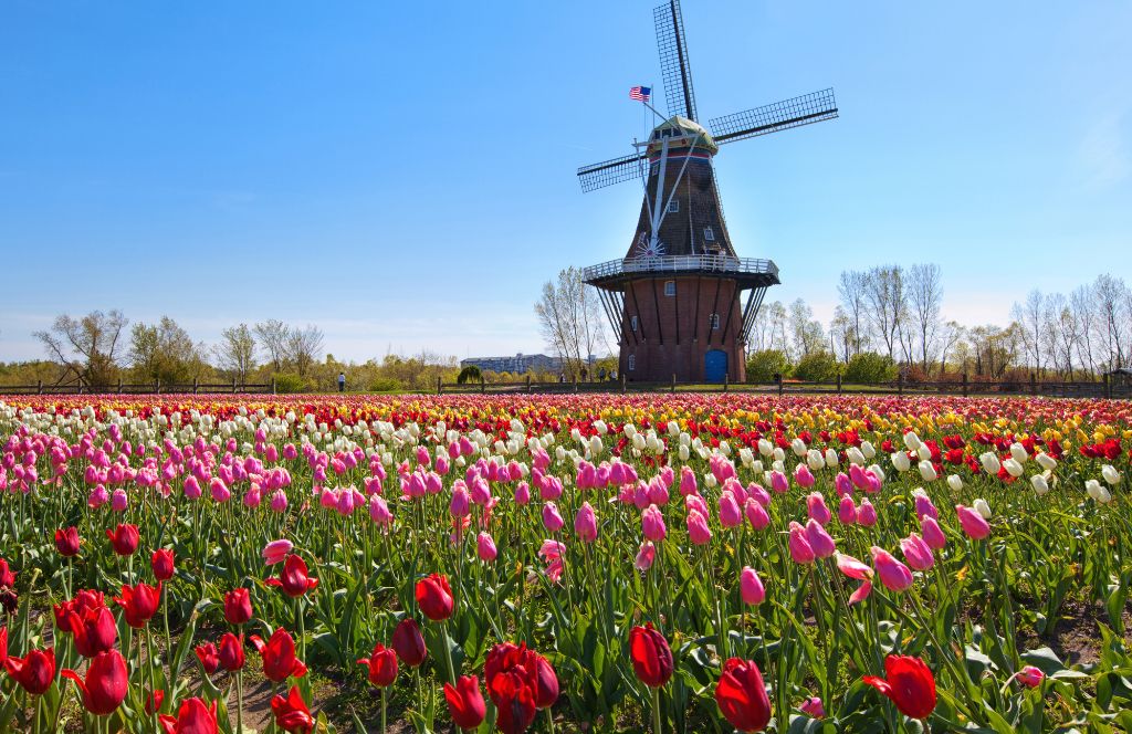 holland tulips visit amsterdam as one of the best solo travel destinations