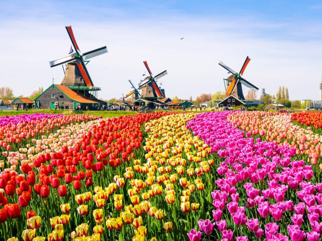 tulip fields in the netherlands is one of the best places in the netherlands to visit