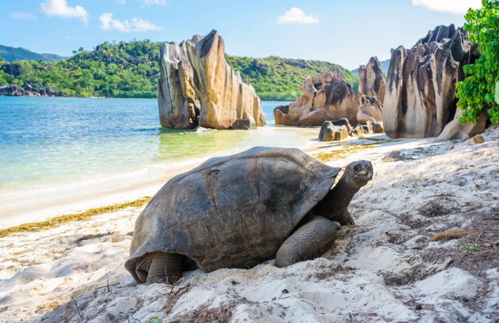 Admire the turtles on your Seychelles trip