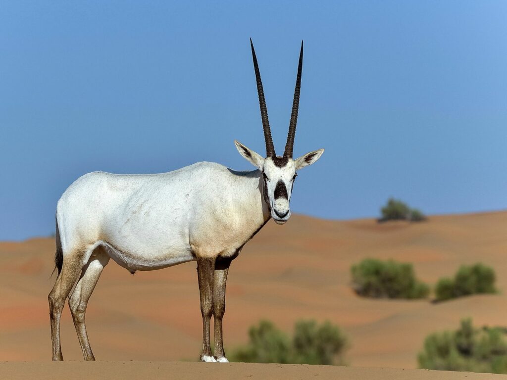 see Arabian gazelles in the dessert during your dubai family holidays