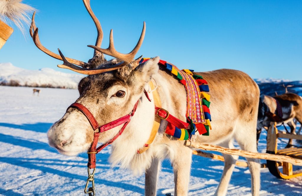 Reindeer with sleigh harness