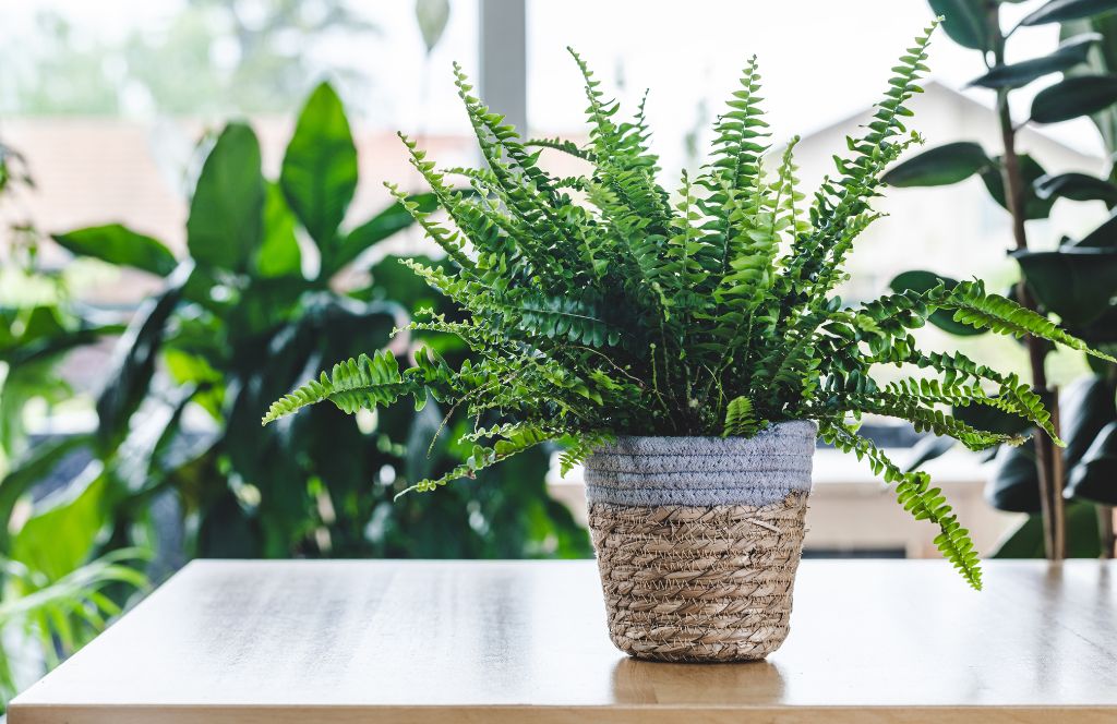 house plant on a coffee table in a woven basket