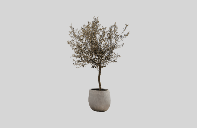 A live olive tree is a great retirement gift for women