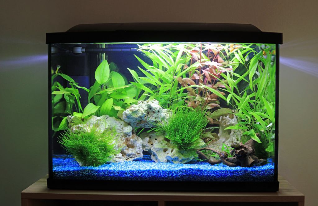 gift a fish tank as one of the best golden wedding anniversary gifts