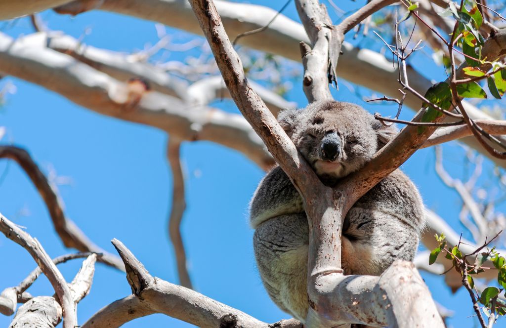 when choosing between sydney vs. melbourne consider that you can see koalas
