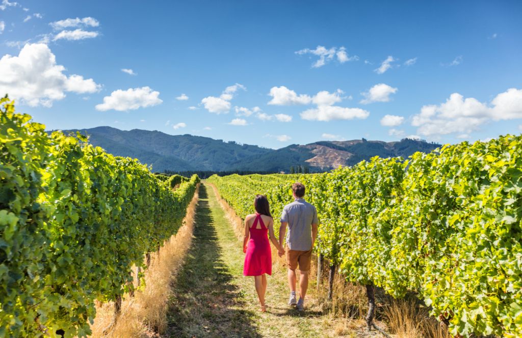 vineyard in australia