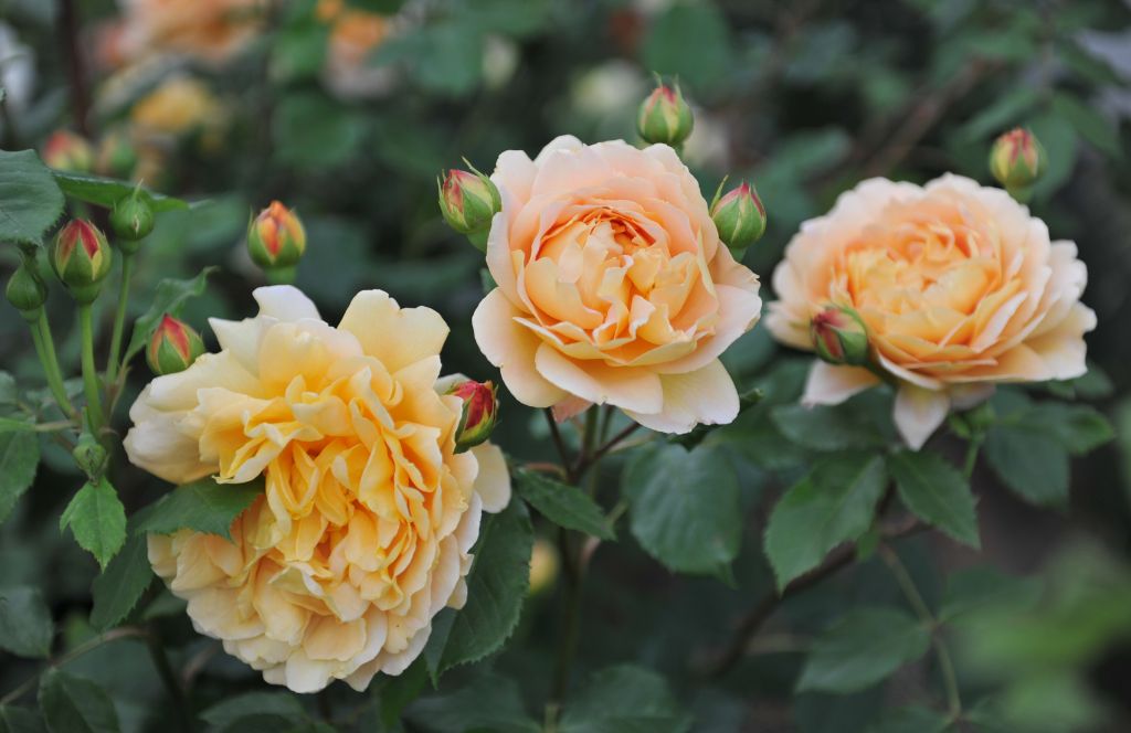 golden roses are the best golden anniversary gifts