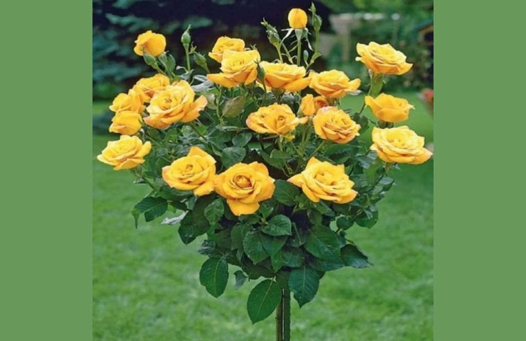 gift roses as one of the best 50th wedding anniversary gifts