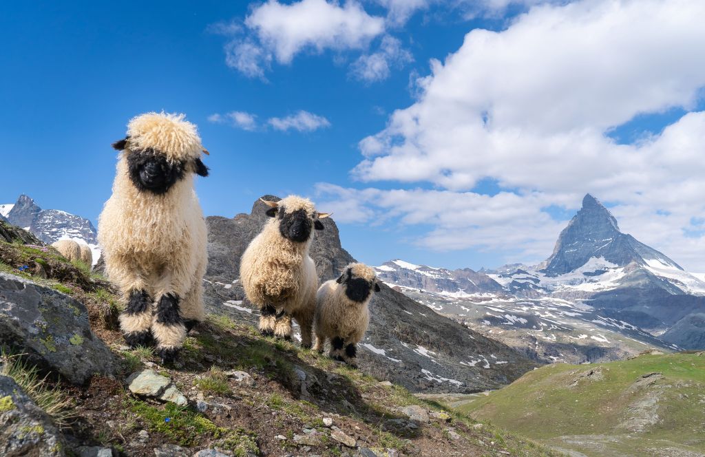 zermat is one of one of the great places to go in switzerland
