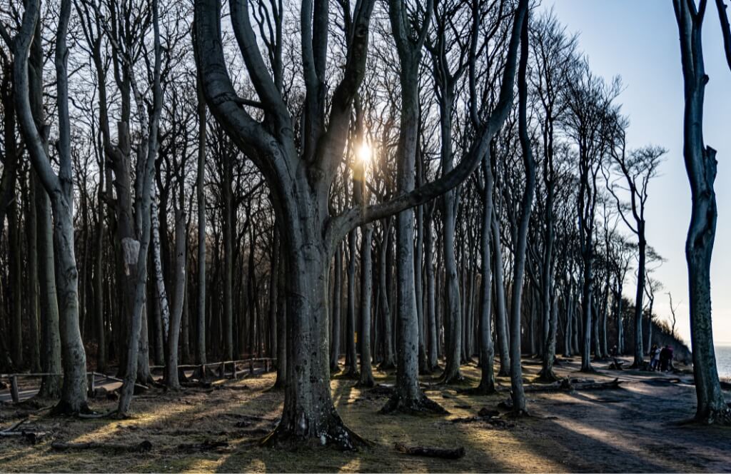 Gespensterwald Nienhagen in der Dämmerung