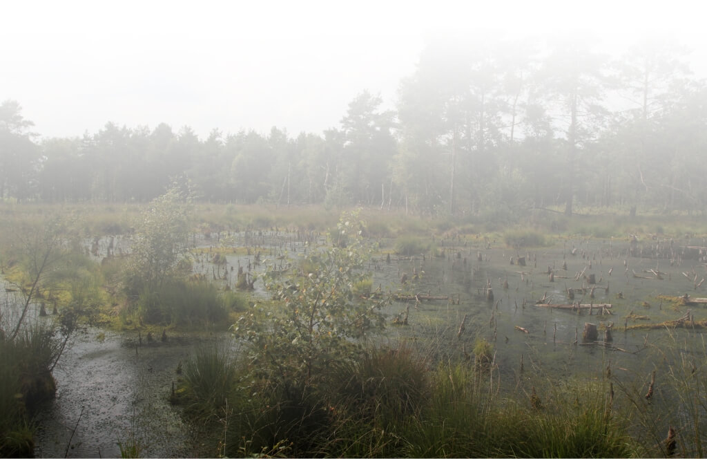 Ein Moor im Nebel