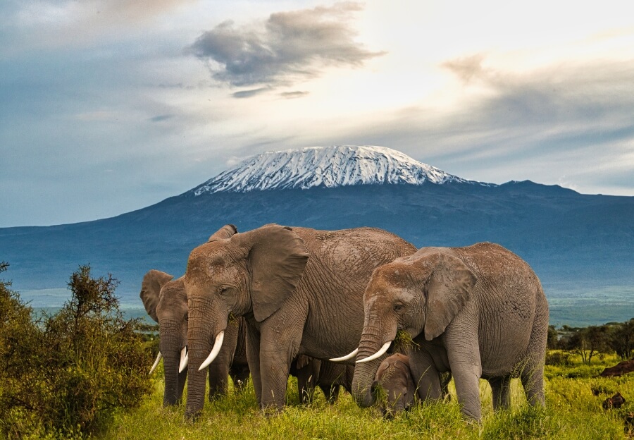 Elefanten in Kenia im Mai