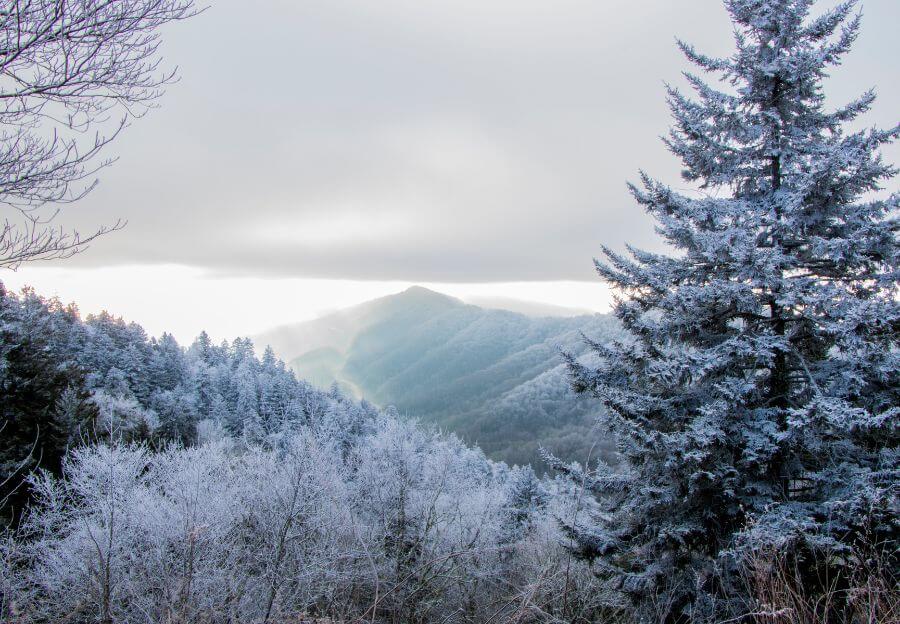 Forest in Jonesborough